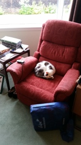 The cat likes the chair, too!